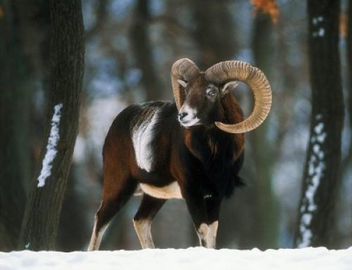 Muflon vadászat Franciaországban
