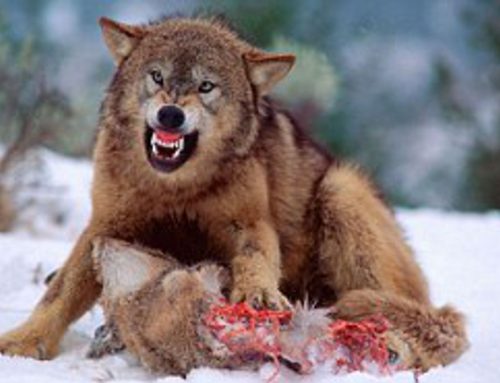 Oroszországban mindet felfalnak a farkasok