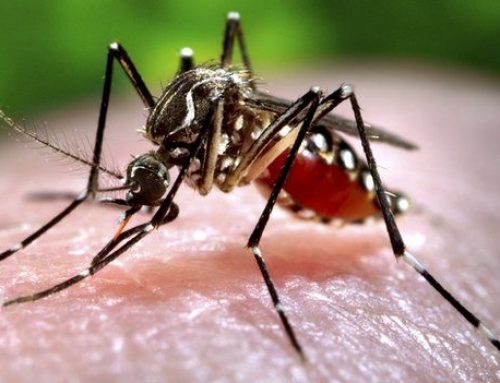 Idén a szúnyogok megnőttek: Mi áll a jelenség mögött?