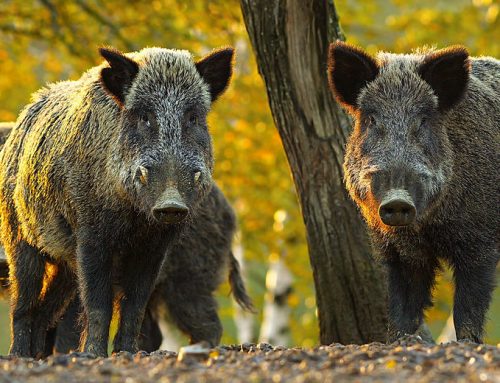 Mit tegyünk vaddisznó támadáskor? Teljes útmutató a biztonsághoz