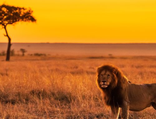Afrikai vadászat – életre szóló kaland Schmidt Péterrel