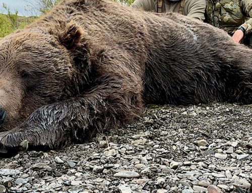 Óriási medverekord Alaszkából – minden idők legnagyobb, vadász által terítékre hozott grizzlyje