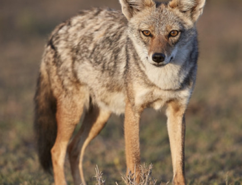Sakál vadászat:Az aranysakál érzékszervei vadász szemmel