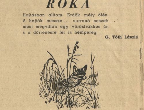 Róka (Magyar Vadász, 1948. július 1.)